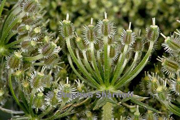 daucus carota closeup graphic